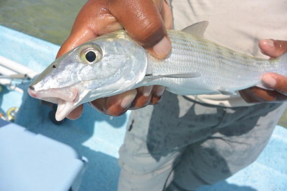 Bonefish