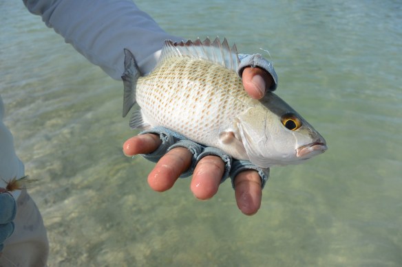 Mangrove Snapper