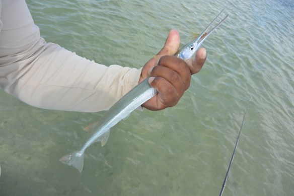 Needlefish